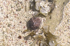 Sea Snails - Warty Cyclostreme - Arene bairdii