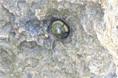 Limpets - Tortoiseshell Limpet - Tectura testudinalis