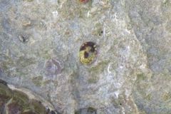 Limpets - Tortoiseshell Limpet - Tectura testudinalis