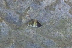 Limpets - Tortoiseshell Limpet - Tectura testudinalis