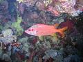 Squirrelfish - Long-jawed Squirrelfish(Sabre Squirrelfish,Giant Squirrelfish,Spiny Squirrelfish) - Sargocentron spiniferum