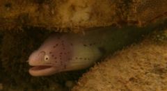 Moray - Geometric Moray - Gymnothorax griseus