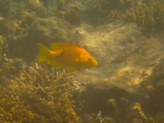 Wrasse - Slingjaw Wrasse - Epibulus insidiator