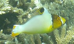 Parrotfish - Bicolour Parrotfish - Cetoscarus bicolor