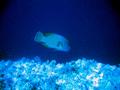 Wrasse - Humphead Wrasse - Cheilinus undulatus