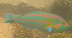 Wrasse - Surge Wrasse - Thalassoma purpureum