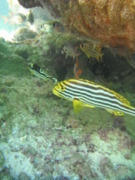 Grunts - Indian Ocean Oriental Sweetlips - Plectorhinchus vittatus