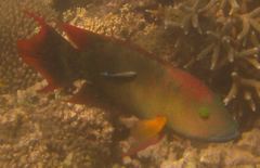 Wrasse - Tripletail Wrasse - Cheilinus trilobatus