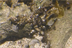 Limpets - Jamaica Limpet - Lottia jamaicensis