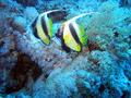 Butterflyfish - Red Sea Bannerfish - Heniochus intermedius