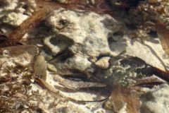 Sea Snails - Beaded Periwinkle - Cenchritis muricatus