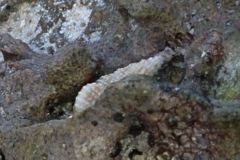 Sea Snails - Grass Cerith - Bittiolum varium