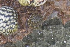Sea Snails - False Prickly Winkle - Tectarius antonii