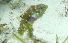 Wrasse - Nebulous Wrasse - Halichoeres nebulosus