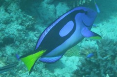 Surgeonfish - Palette Surgeon - Paracanthurus hepatus