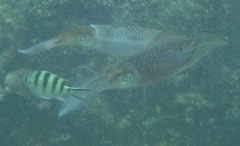 Cephalopoda - Common Cuttlefish - Sepia Officinalis