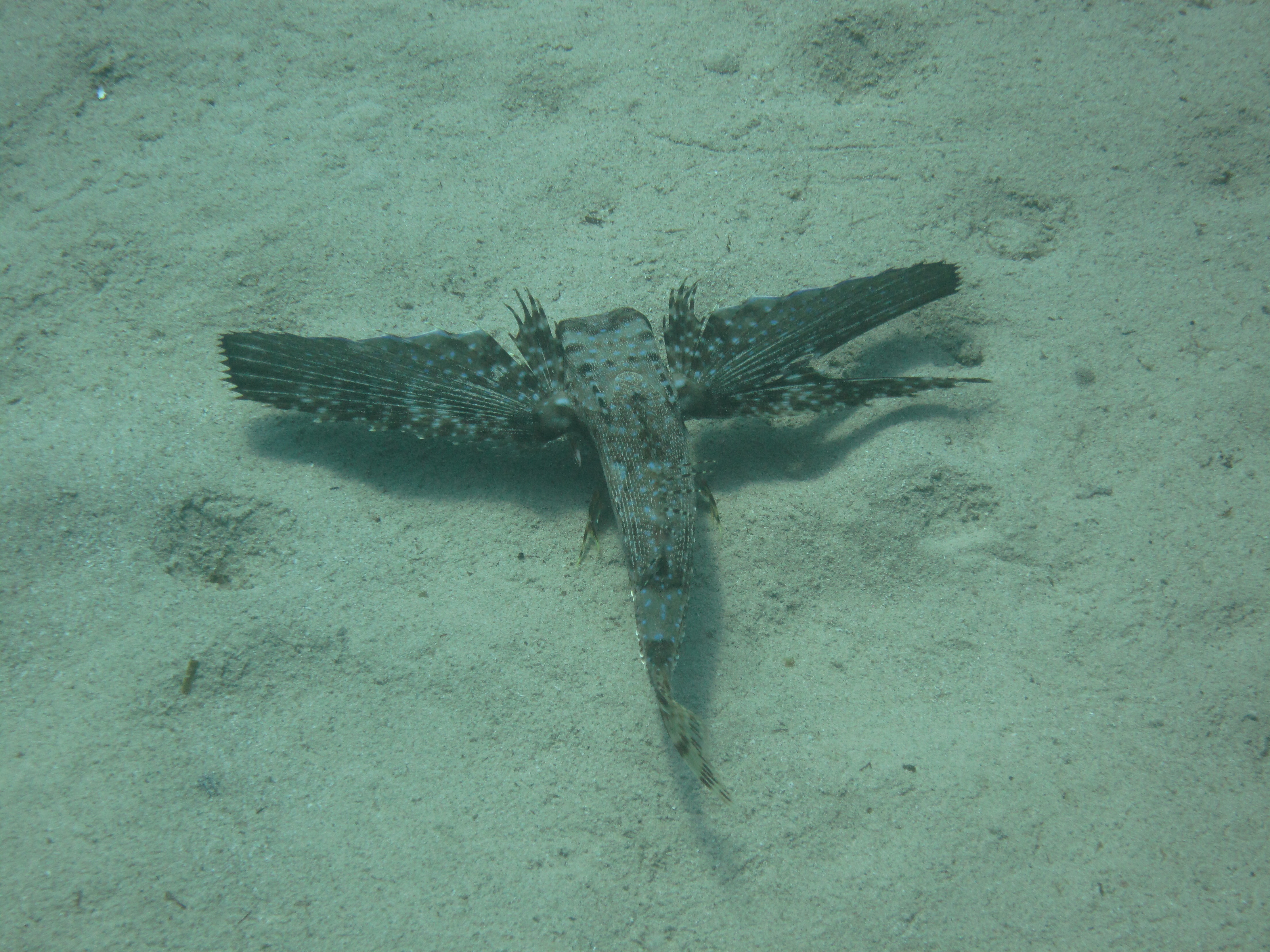 Flying Gurnard - Flying Gurnard - Dactylopterus volitans