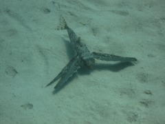 Flying Gurnard - Flying Gurnard - Dactylopterus volitans