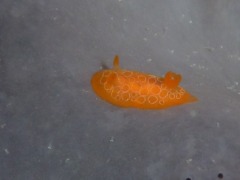 Nudibranch - Nudibranch Discodoris rosi - Discodoris rosi