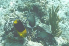 Angelfish - Rock Beauty - Holacanthus tricolor