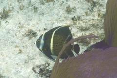 Angelfish - French Angelfish - Pomacanthus paru