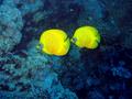 Butterflyfish - Masked Butterflyfish - Chaetodon semilarvatus