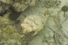 Porcupinefish - Balloonfish - Diodon holocanthus