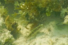 Blennies - Rosy Blenny - Malacoctenus macropus