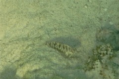 Blennies - Dusky Blenny - Malacoctenus gilli