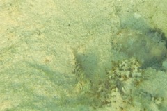 Blennies - Dusky Blenny - Malacoctenus gilli