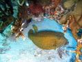 Trunkfish - Yellow Boxfish - Ostracion cubicus