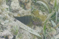 Blennies - Hairy Blenny - Labrisomus nuchipinnis