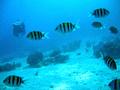 Damselfish - Indo-Pacific Sergeant - Abudefduf vaigensis