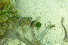 Blennies - Rosy Blenny - Malacoctenus macropus