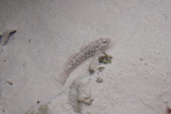 Gobies - Antilles Frillfin - Bathygobius antilliensis