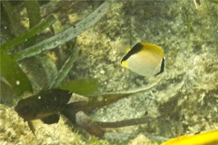 Butterflyfish - Reef Butterflyfish - Chaetodon sedentarius