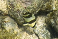 Butterflyfish - Banded Butterflyfish - Chaetodon striatus