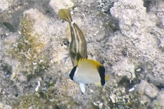 Butterflyfish - Reef Butterflyfish - Chaetodon sedentarius