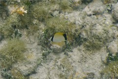 Butterflyfish - Reef Butterflyfish - Chaetodon sedentarius