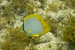 Butterflyfish - Spotfin Butterflyfish - Chaetodon ocellatus