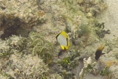 Butterflyfish - Spotfin Butterflyfish - Chaetodon ocellatus