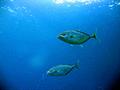 Jacks - Yellowspotted Trevally - Carangoides fulvoguttatus