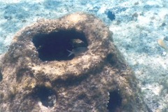 Damselfish - Brown Chromis - Chromis multilineata