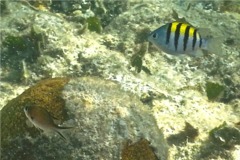 Damselfish - Brown Chromis - Chromis multilineata