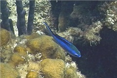 Damselfish - Blue Chromis - Chromis cyanea