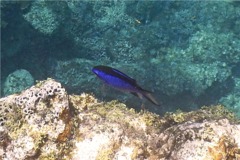 Damselfish - Blue Chromis - Chromis cyanea