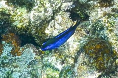 Damselfish - Blue Chromis - Chromis cyanea