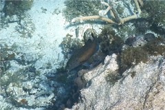 Groupers - Coney/Brown variation - Cephalopholis fulvus