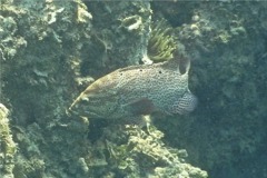 Groupers - Graysby - Cephalopholis cruentatus