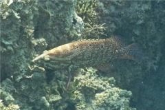 Groupers - Graysby - Cephalopholis cruentatus